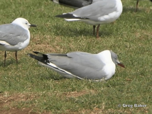 Gray-hooded Gull - ML201838051