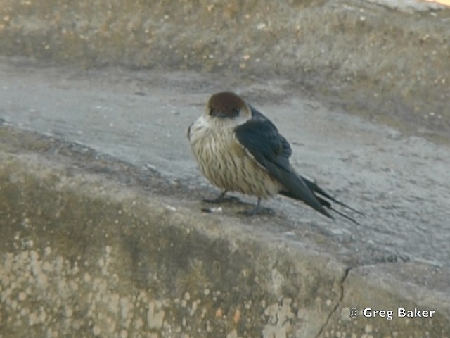 Greater Striped Swallow - ML201838161