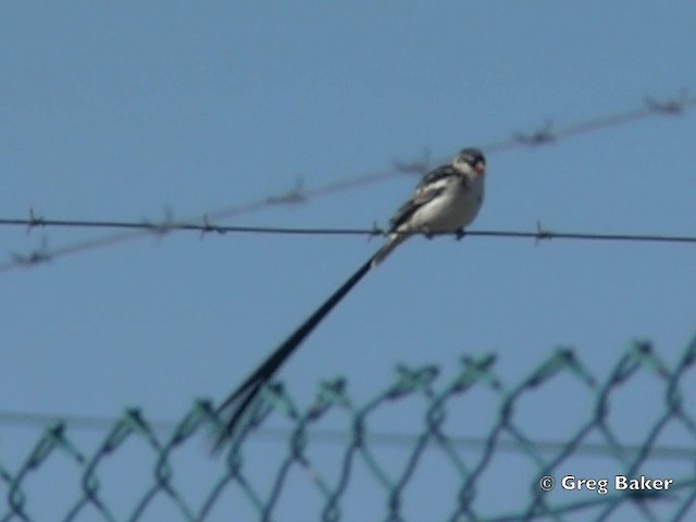Pin-tailed Whydah - ML201838241
