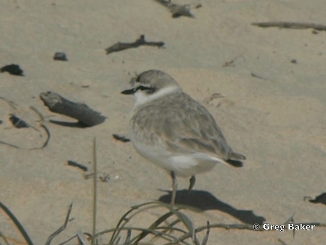 White-fronted Plover - ML201838471