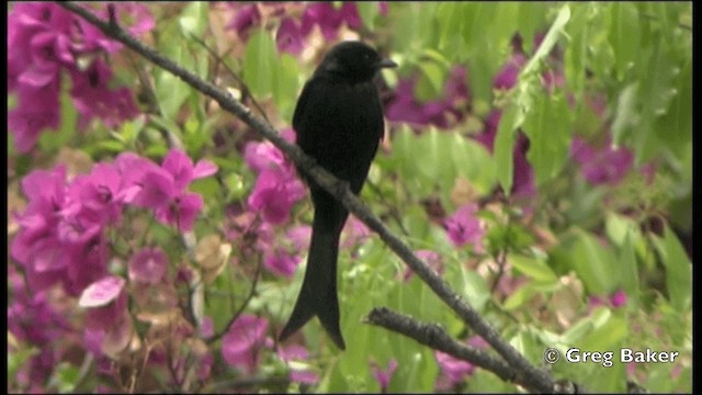 Fork-tailed Drongo - ML201838691