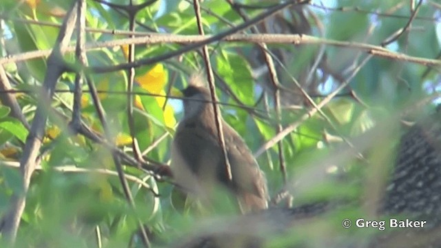 Speckled Mousebird - ML201838831