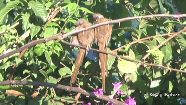 Speckled Mousebird - ML201838841