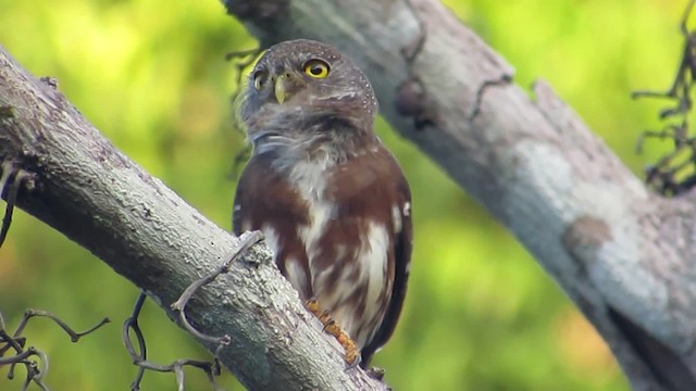 Amazonian Pygmy-Owl - ML201838881