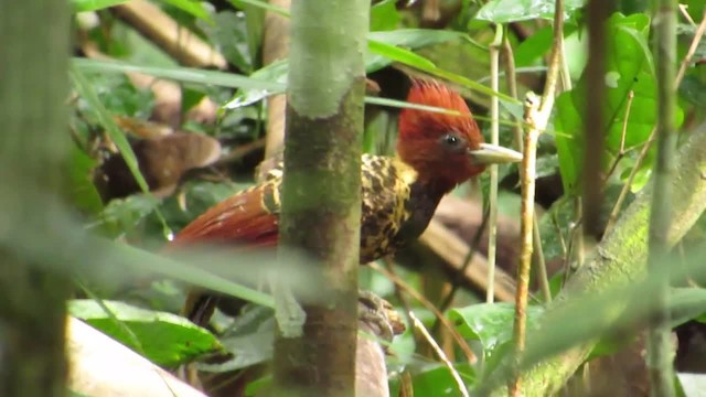 Rufous-headed Woodpecker - ML201838961