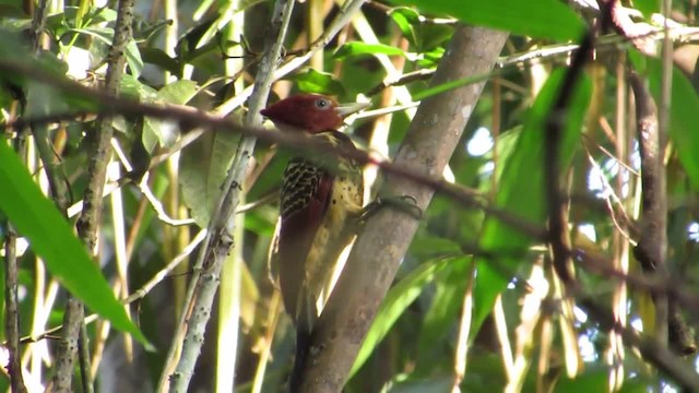 Rufous-headed Woodpecker - ML201838971