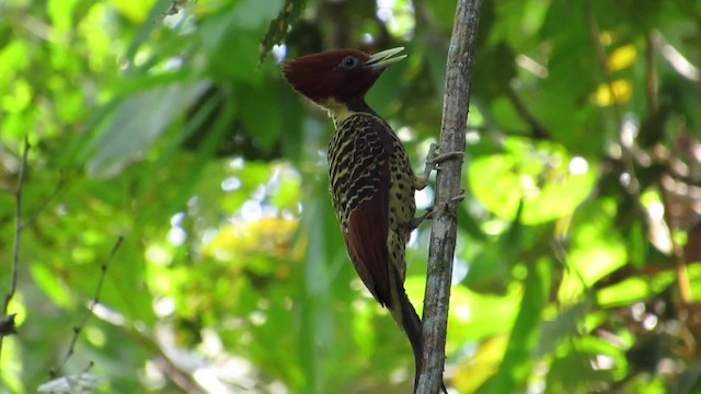 Rufous-headed Woodpecker - ML201838981