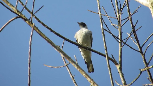 Black-faced Cotinga - ML201839111