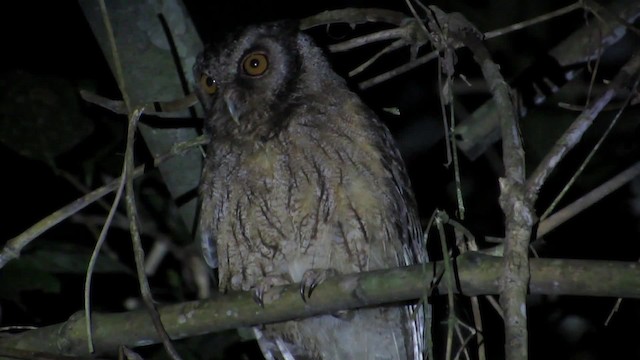 Tawny-bellied Screech-Owl (Austral) - ML201839151