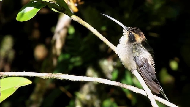 Scale-throated Hermit - ML201839241