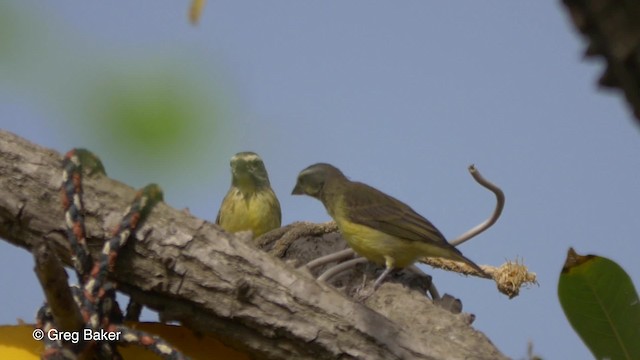 Yellow-fronted Canary - ML201839311