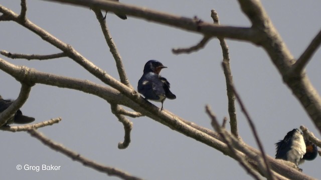 Red-chested Swallow - ML201839371