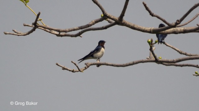 Red-chested Swallow - ML201839381