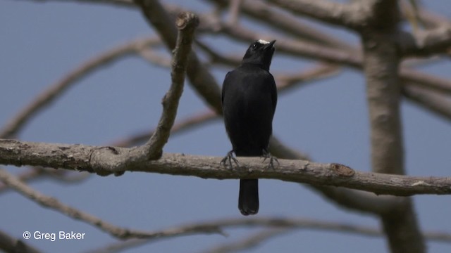 White-fronted Black-Chat - ML201839411