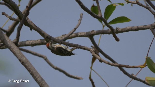 Brown-backed Woodpecker - ML201839431