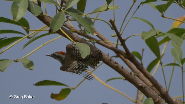 Brown-backed Woodpecker - ML201839441
