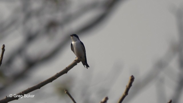 Pied-winged Swallow - ML201839531