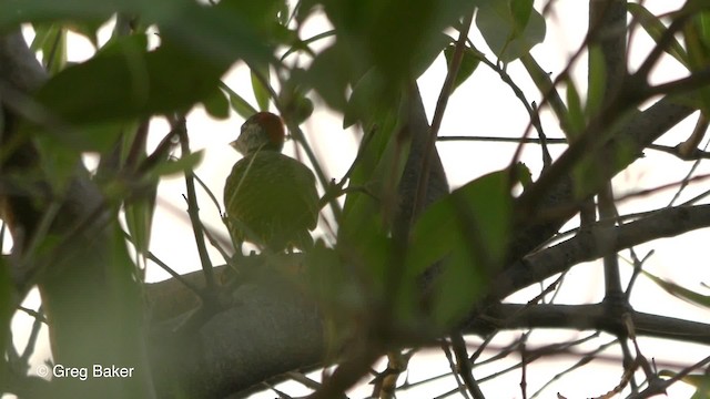 Golden-tailed Woodpecker (Streak-backed) - ML201839601