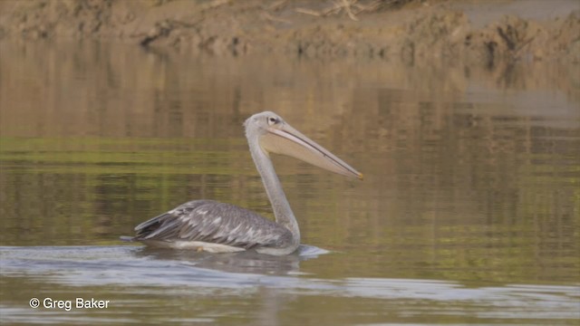 Pink-backed Pelican - ML201839721