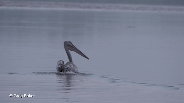 Pink-backed Pelican - ML201839731