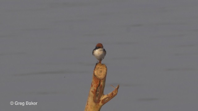 Wire-tailed Swallow - ML201839791