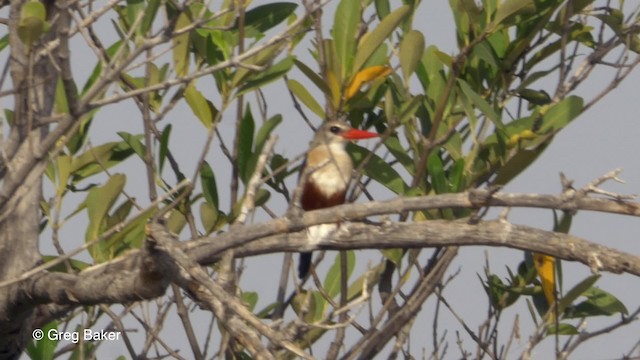 Gray-headed Kingfisher - ML201839831