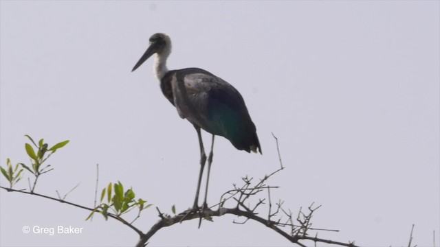 African Woolly-necked Stork - ML201839841