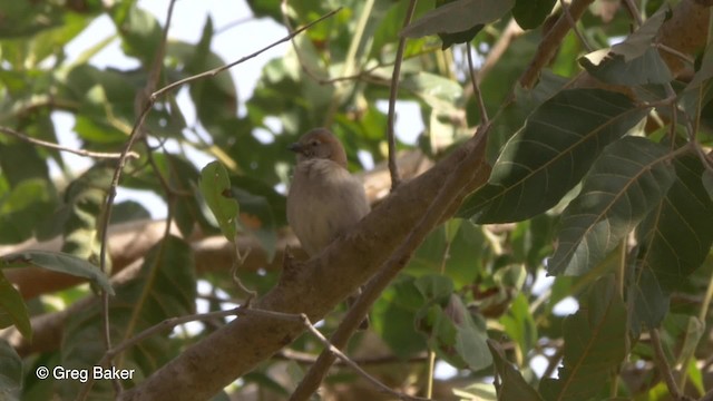 Sahel Bush Sparrow - ML201839891