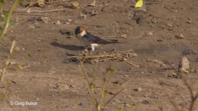 Red-rumped Swallow (West African) - ML201839941