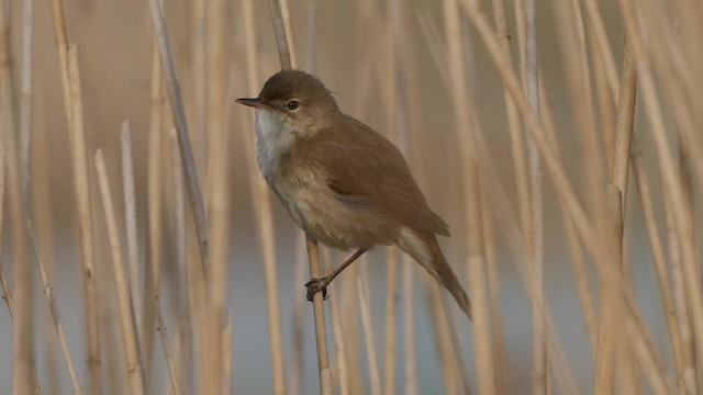 Common Reed Warbler (Common) - ML201839961