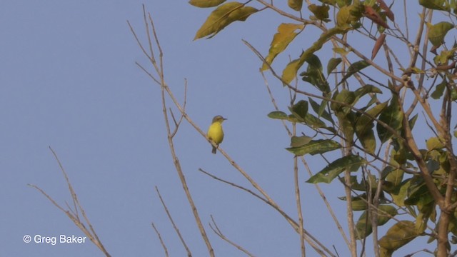 Pygmy Sunbird - ML201840001
