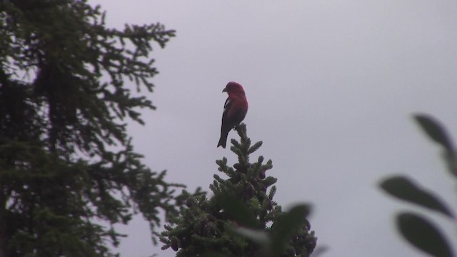 White-winged Crossbill (leucoptera) - ML201840081
