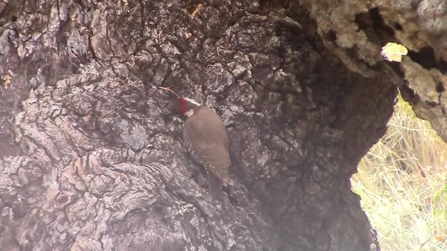 Arizona Woodpecker - ML201840121