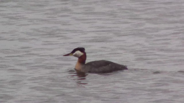 Red-necked Grebe - ML201840161