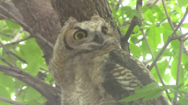 Great Horned Owl - ML201840271