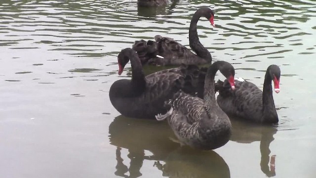 Black Swan - ML201840441