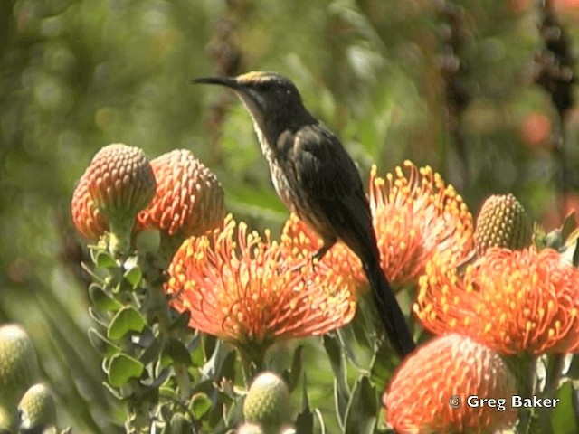  - Cape Sugarbird