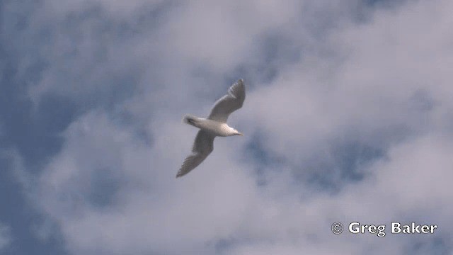Glaucous-winged Gull - ML201840661