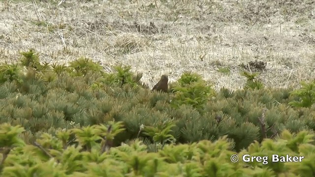 Pine Grosbeak (Eurasian) - ML201840861