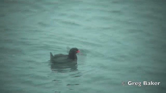 Crested Auklet - ML201840901