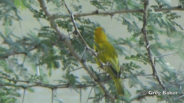 Southern Brown-throated Weaver - ML201841321