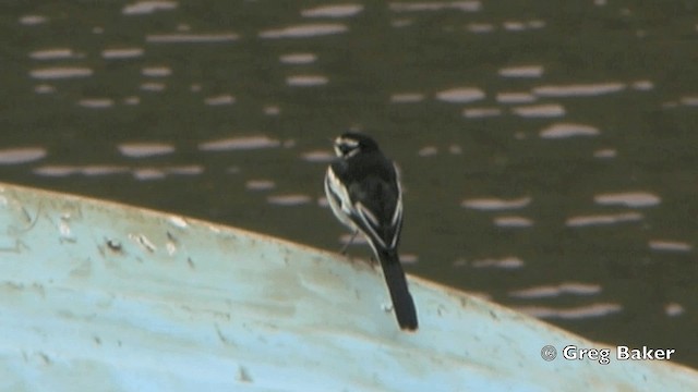 African Pied Wagtail - ML201841611
