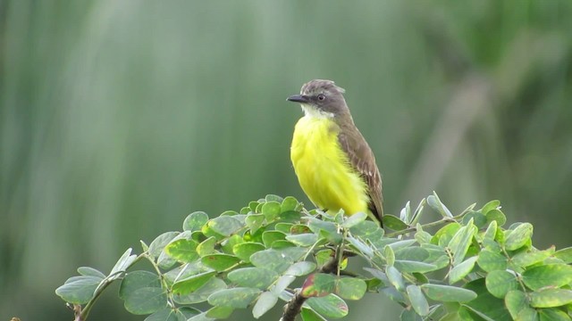  - Gray-capped Flycatcher