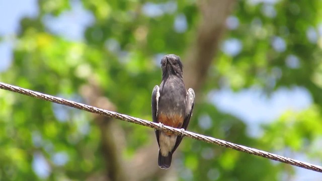 Swallow-winged Puffbird - ML201841811