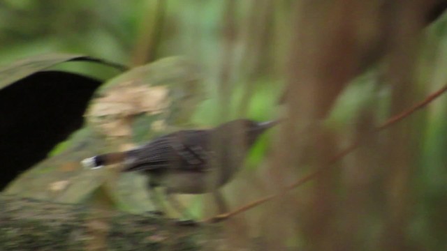 Band-tailed Antbird - ML201841821