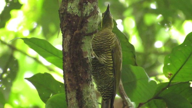 Golden-green Woodpecker (Bar-throated) - ML201841851