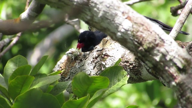 Red-billed Pied Tanager - ML201841871