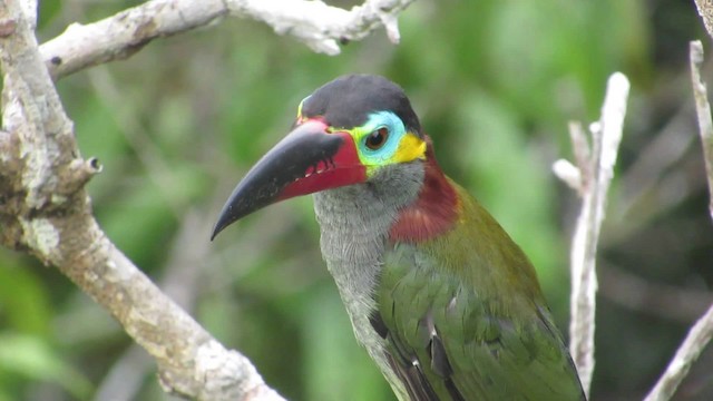 Guianan Toucanet Ebird