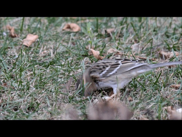 Harris's Sparrow - ML201842141