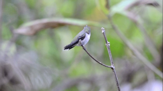 Vervain Hummingbird - ML201842201